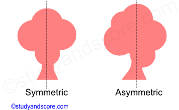 symmetry, animal symmetry, symmetry types, symmetric, asymmetric, plane of symmetry, symmetry plane